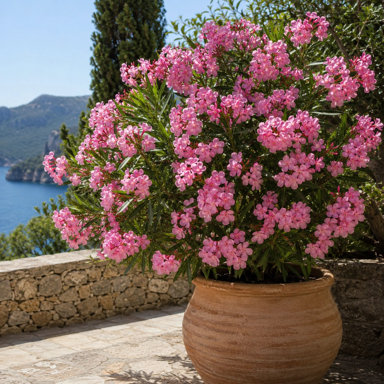 Uso ornamental de Adelfa