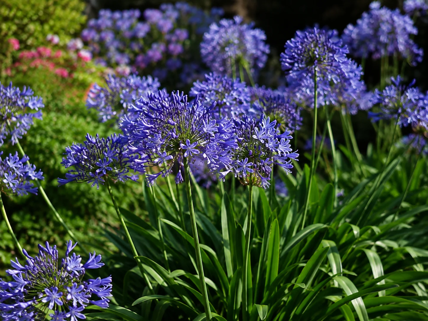 Agapanthus en uso ornamental