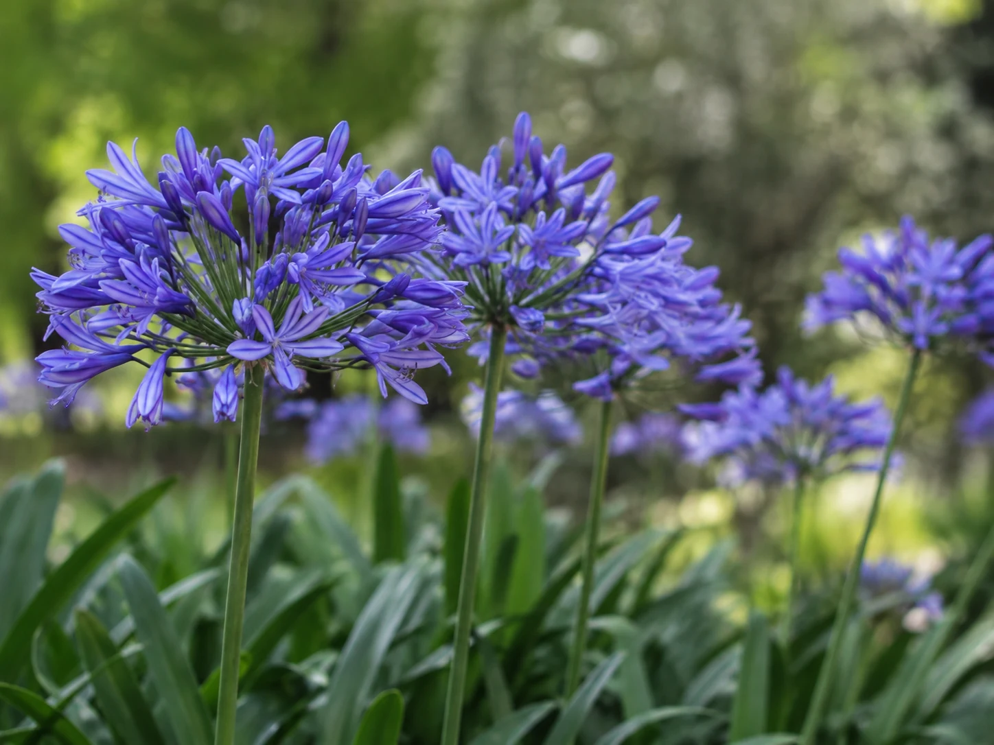 Detalle de Agapanthus