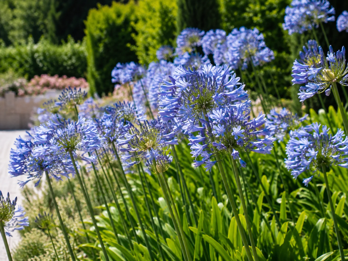 Agapanthus con flores azules en umbela