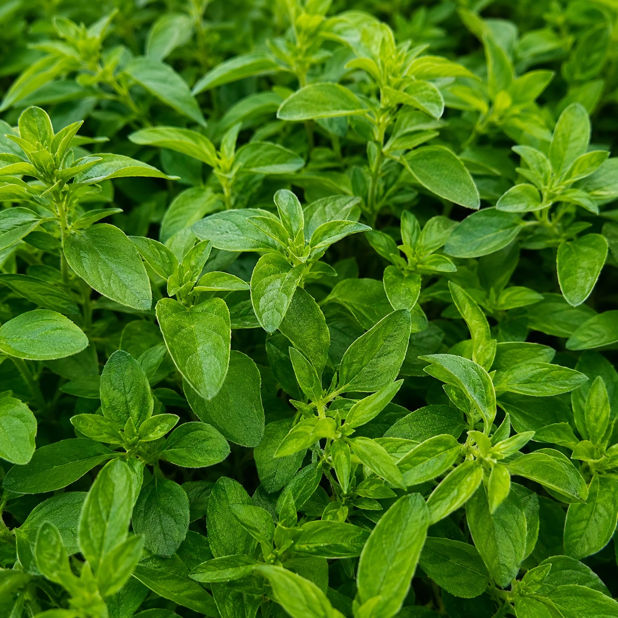 Detalle de follaje de Albahaca hoja fina