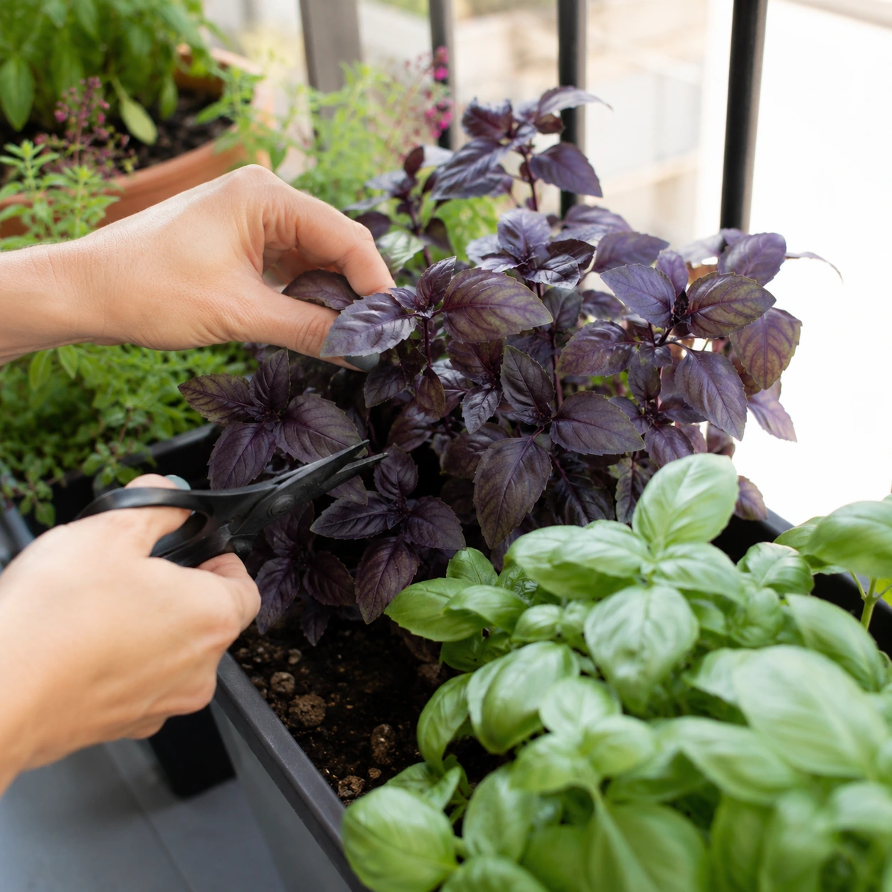 Albahaca púrpura en uso ornamental