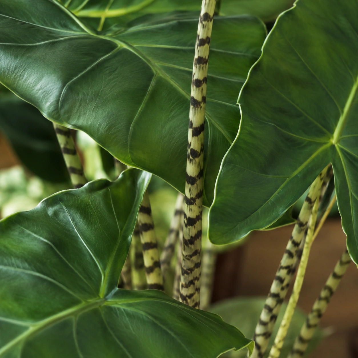 Detalle de Alocasia zebrina