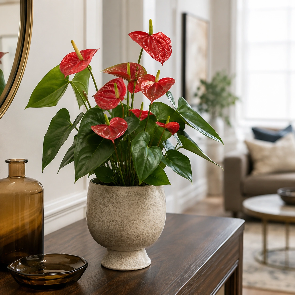 Anthurium utilizada en su ubicación recomendada