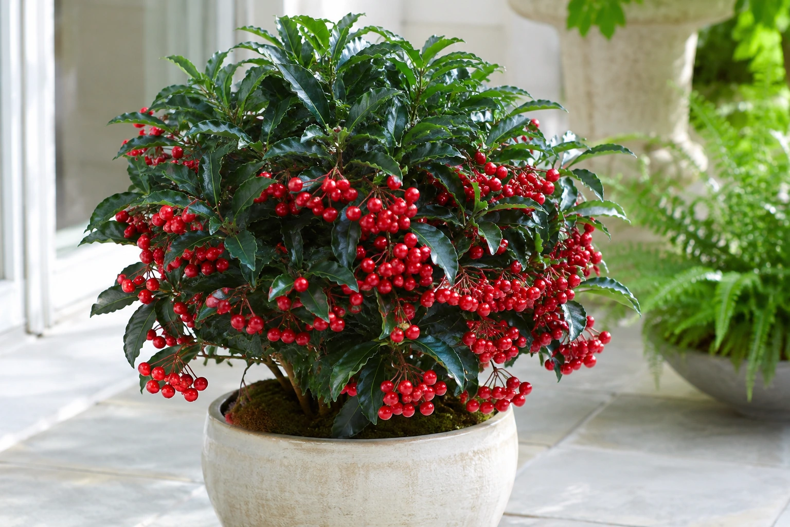 Vista general de Ardisia crenata
