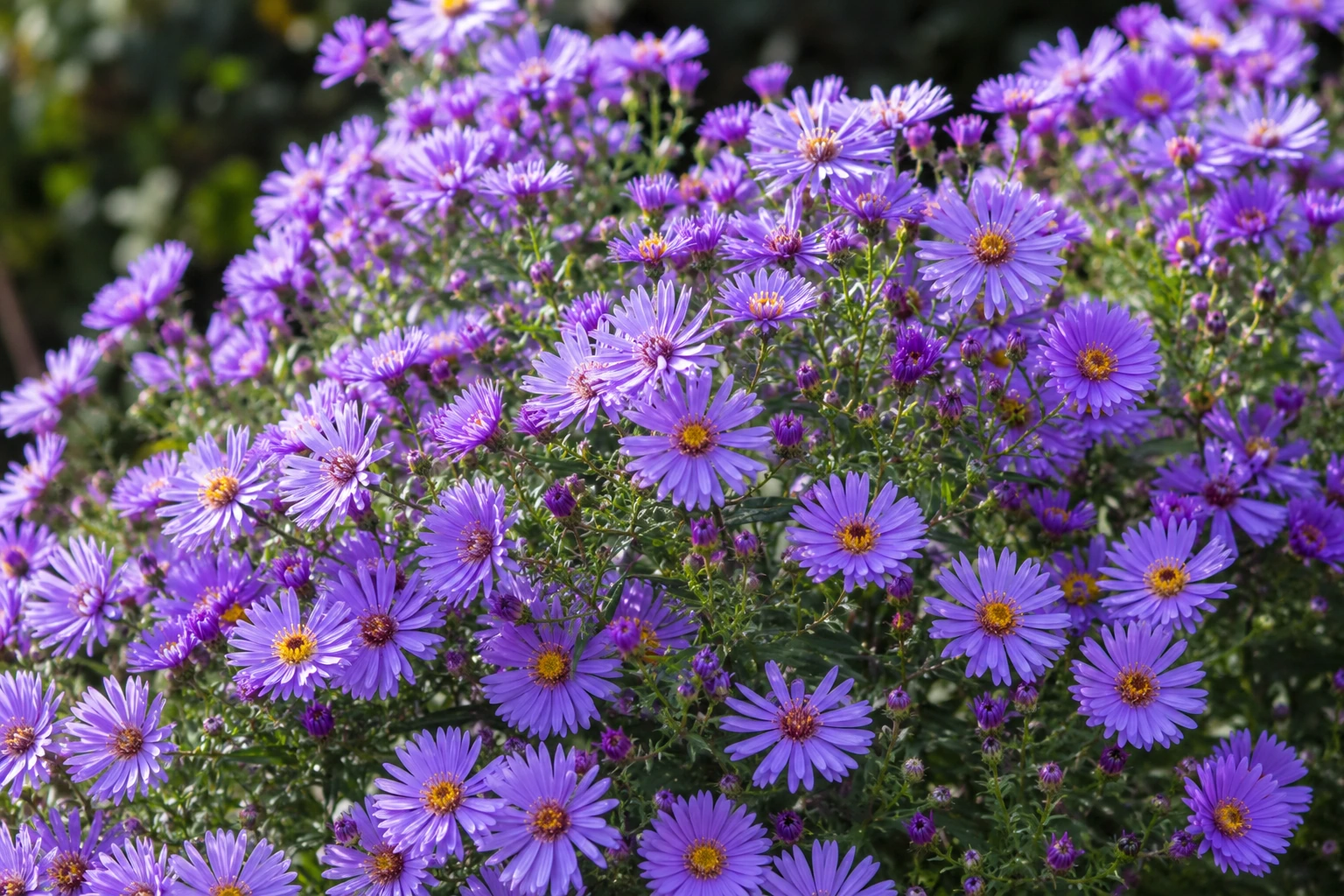 Vista general de Aster