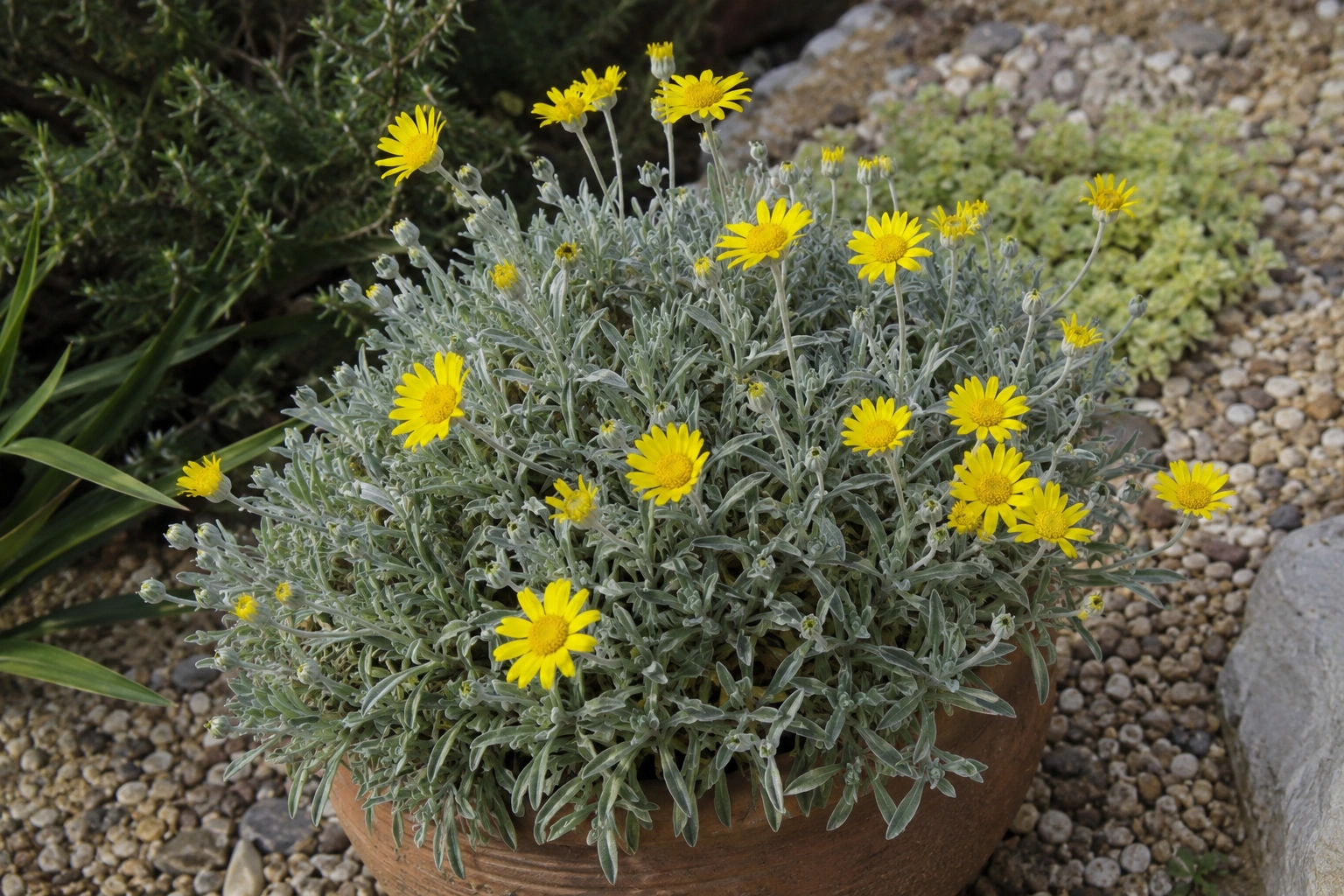 Asteriscus