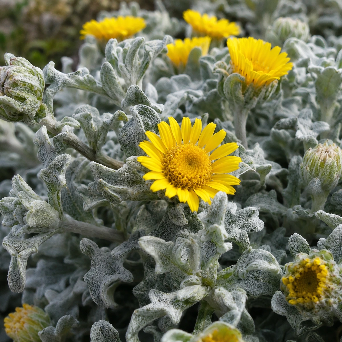 Detalle de Asteriscus