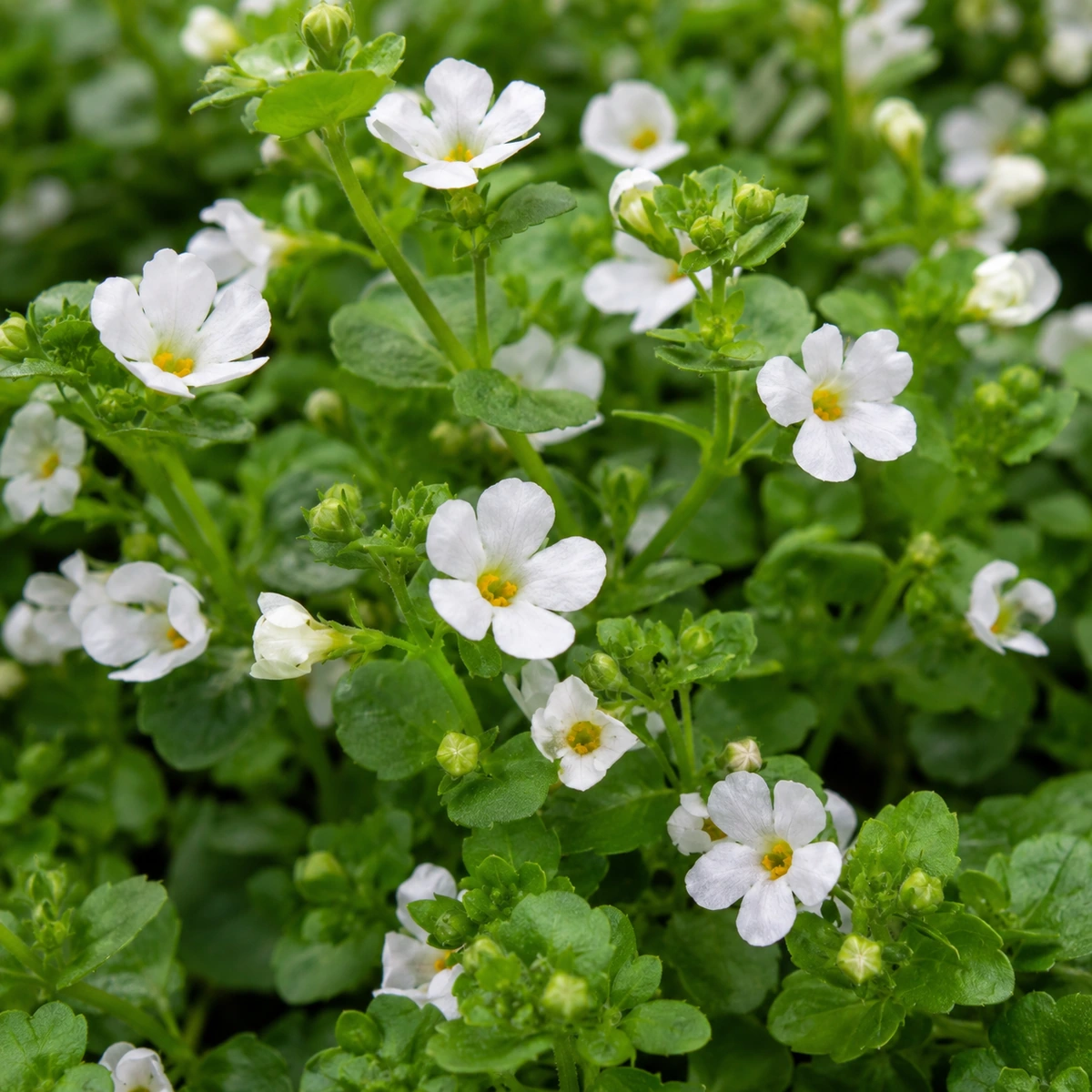 Detalle de follaje de Bacopa