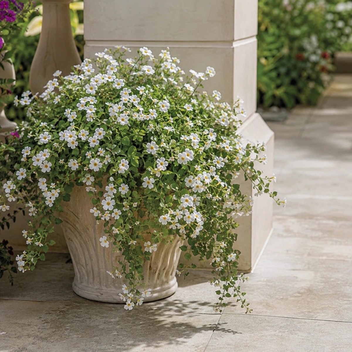 Bacopa en uso ornamental