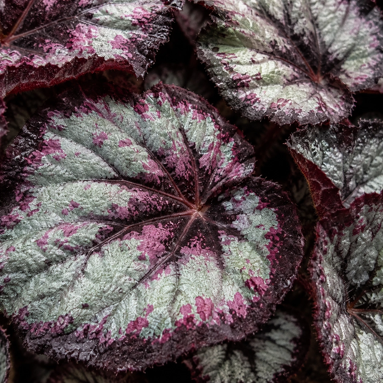 Detalle de Begonia Rex