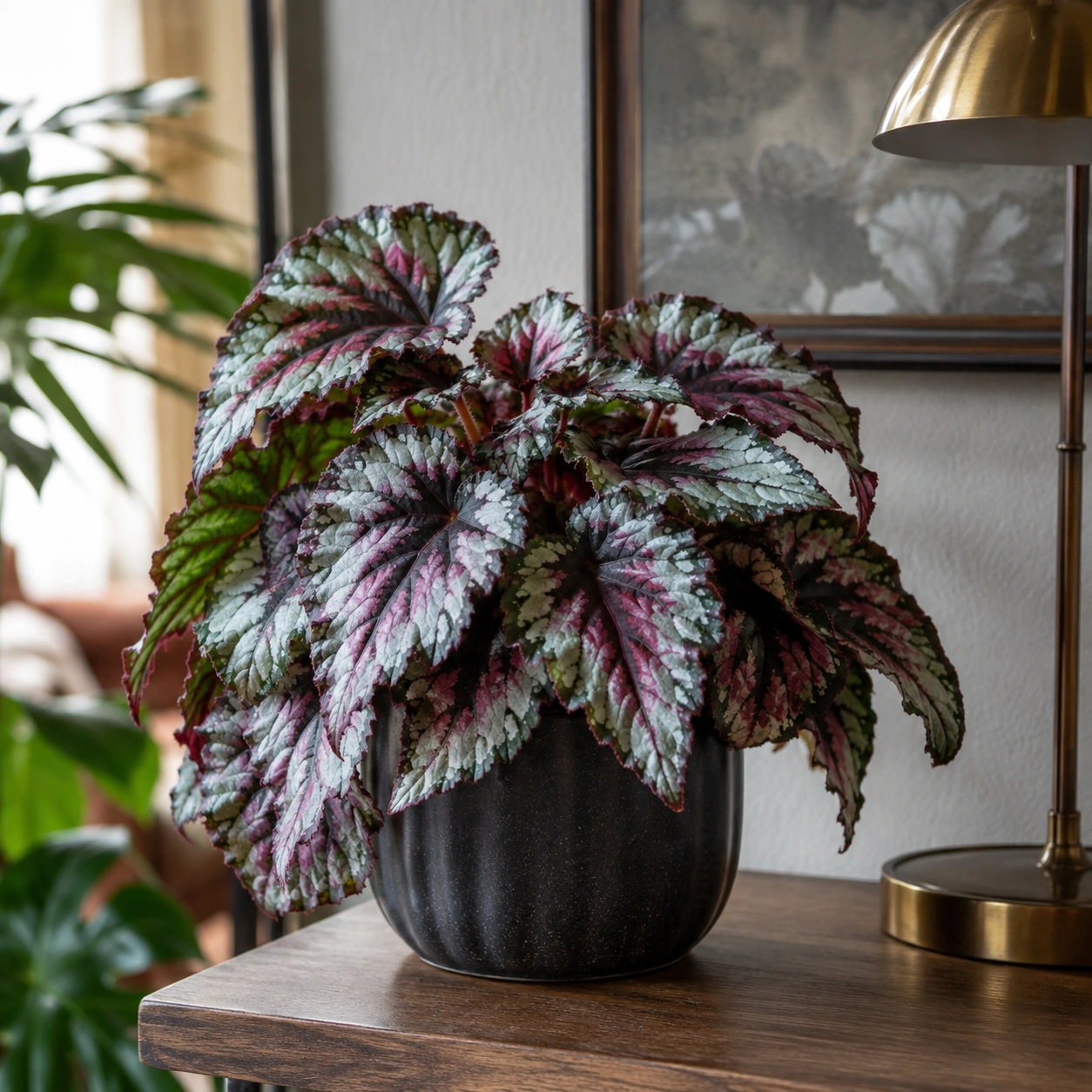 Begonia Rex utilizada en su ubicación recomendada