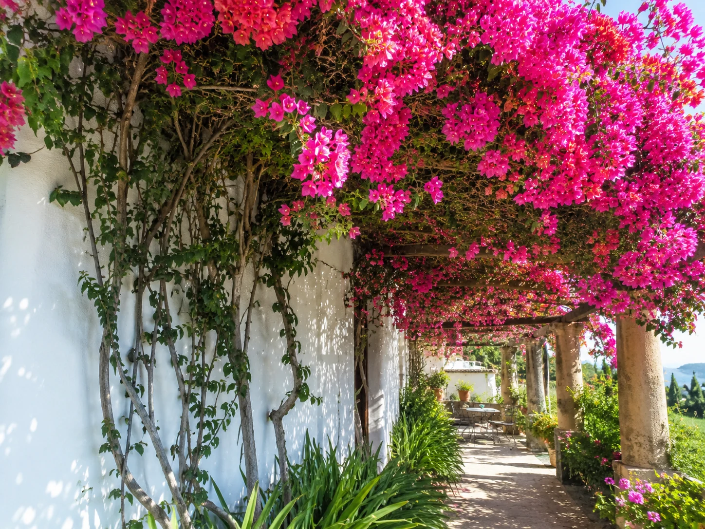 Bougainvillea en uso ornamental