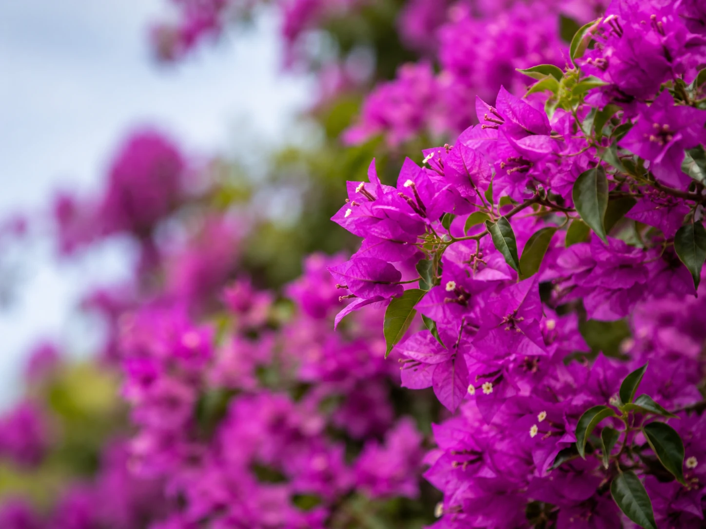 Detalle de Bougainvillea