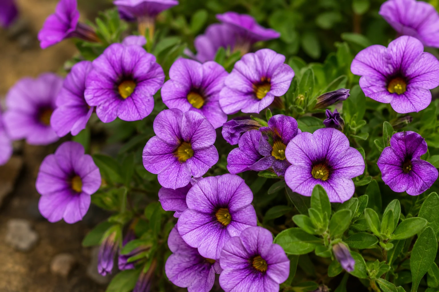 Calibrachoa en uso ornamental