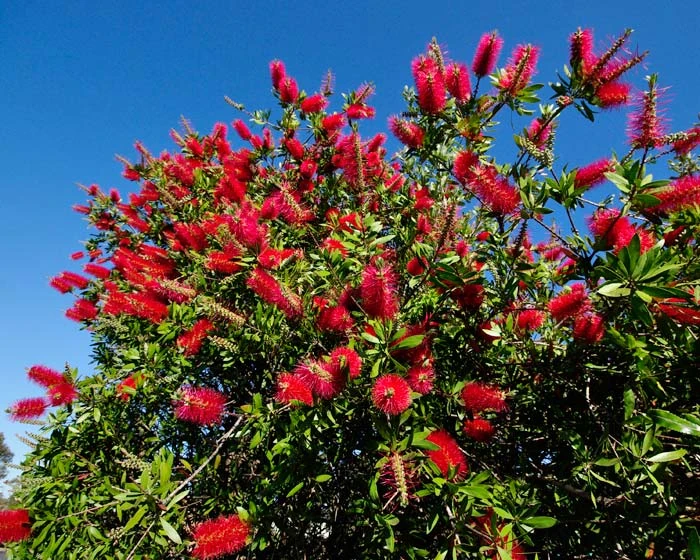 Callistemon laevis