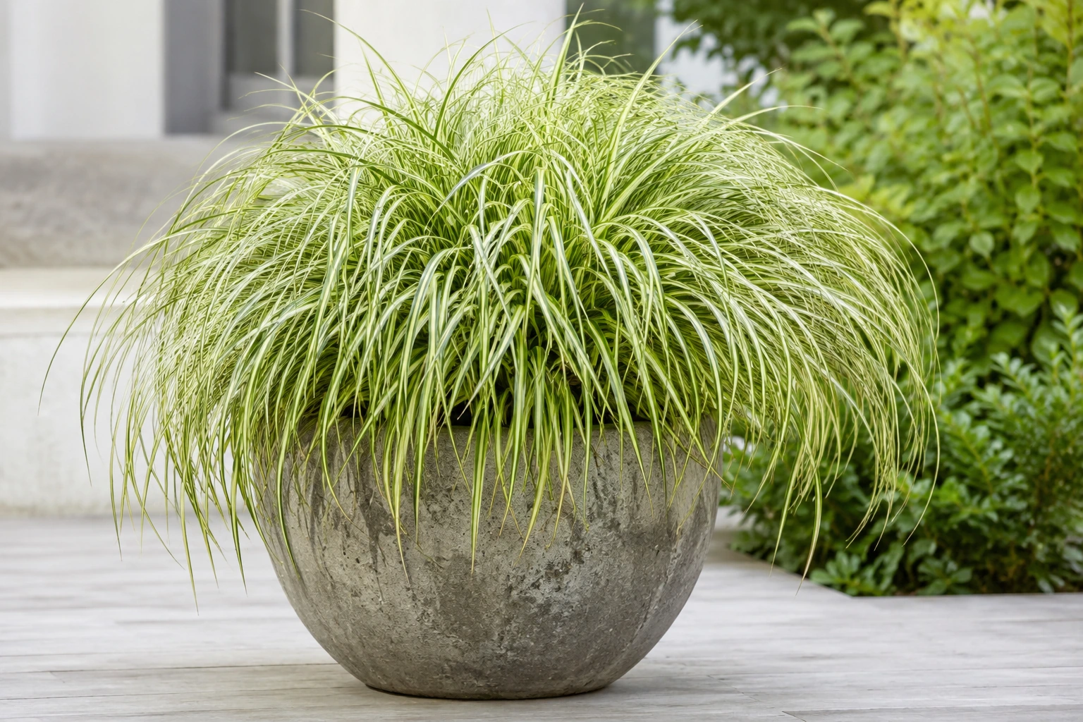 Carex