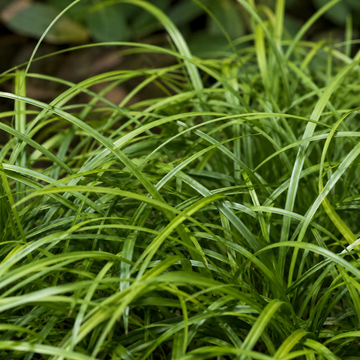 Detalle de follaje de Carex