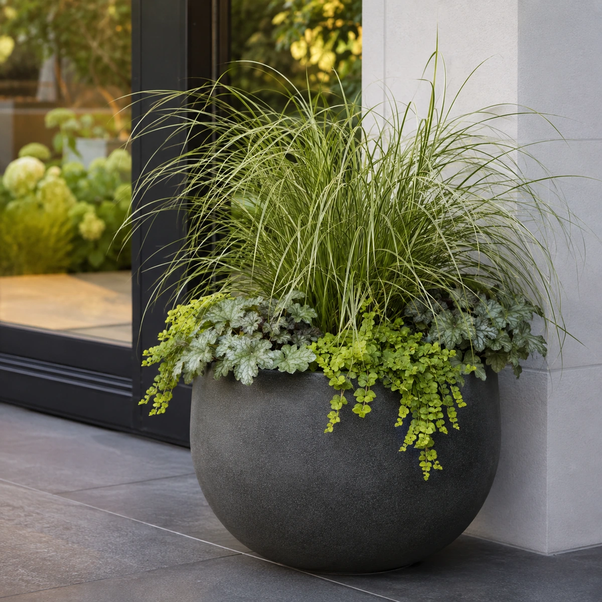 Carex en uso ornamental