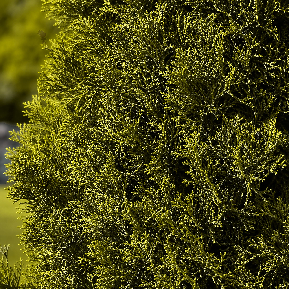 Detalle de follaje de Ciprés Goldcrest