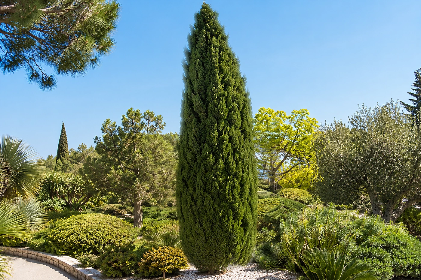 Vista general de Ciprés Leylandii