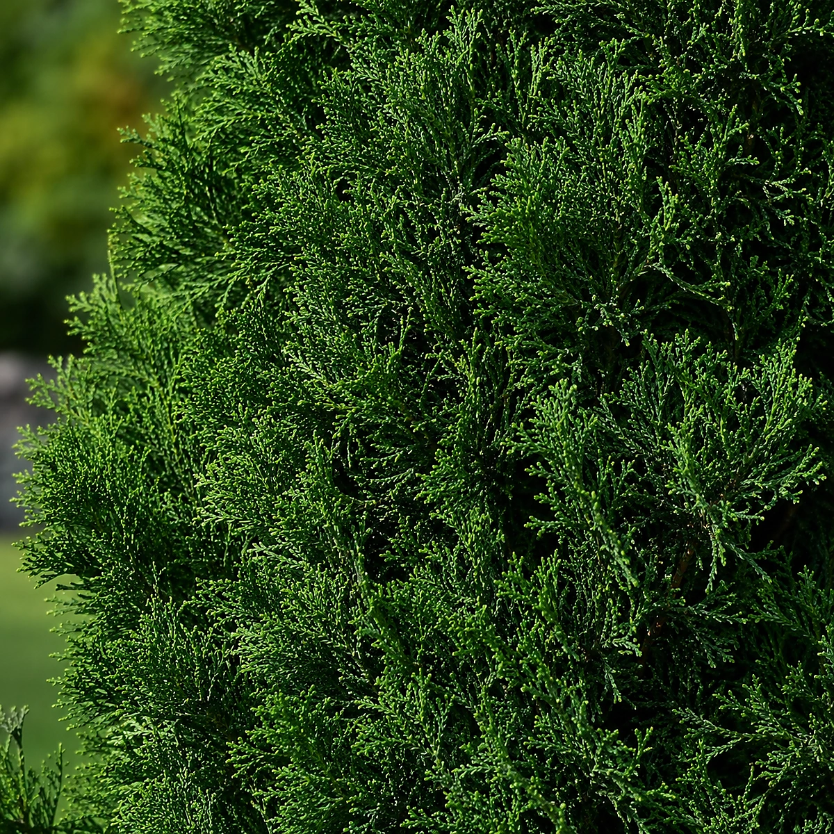 Detalle de follaje de Ciprés Leylandii