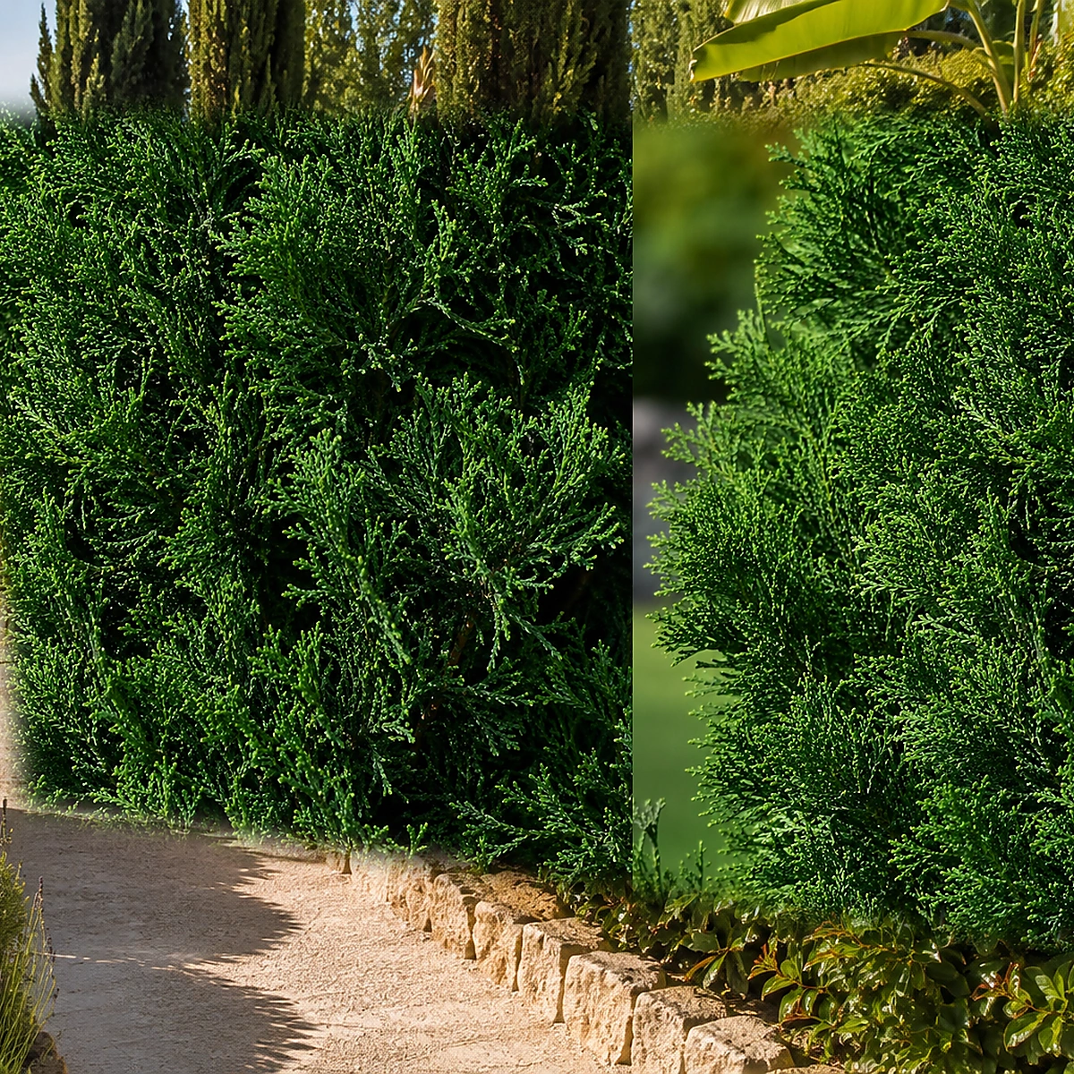 Ciprés Leylandii utilizado en jardín