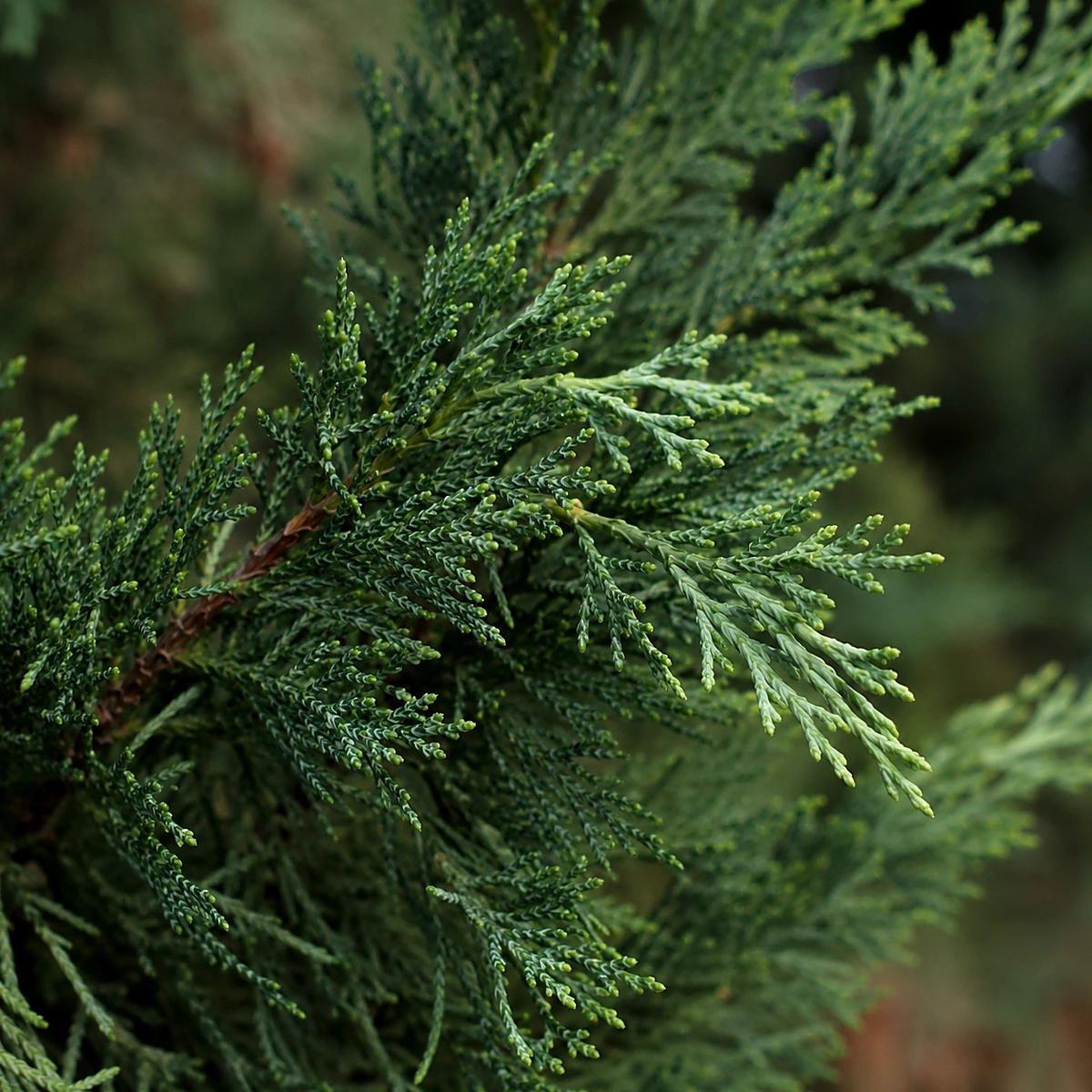 Detalle de follaje de Ciprés sempervirens