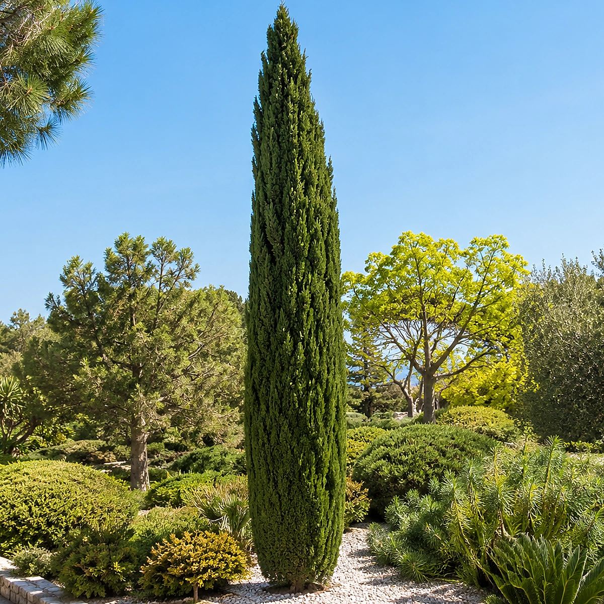 Ciprés sempervirens utilizado en jardín