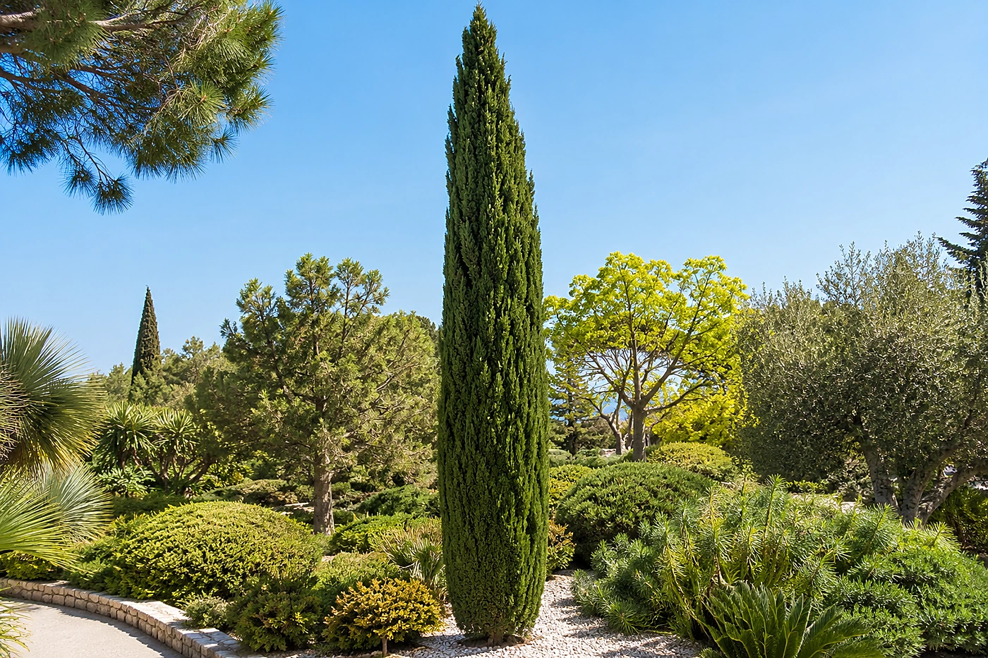 Ciprés Stricta