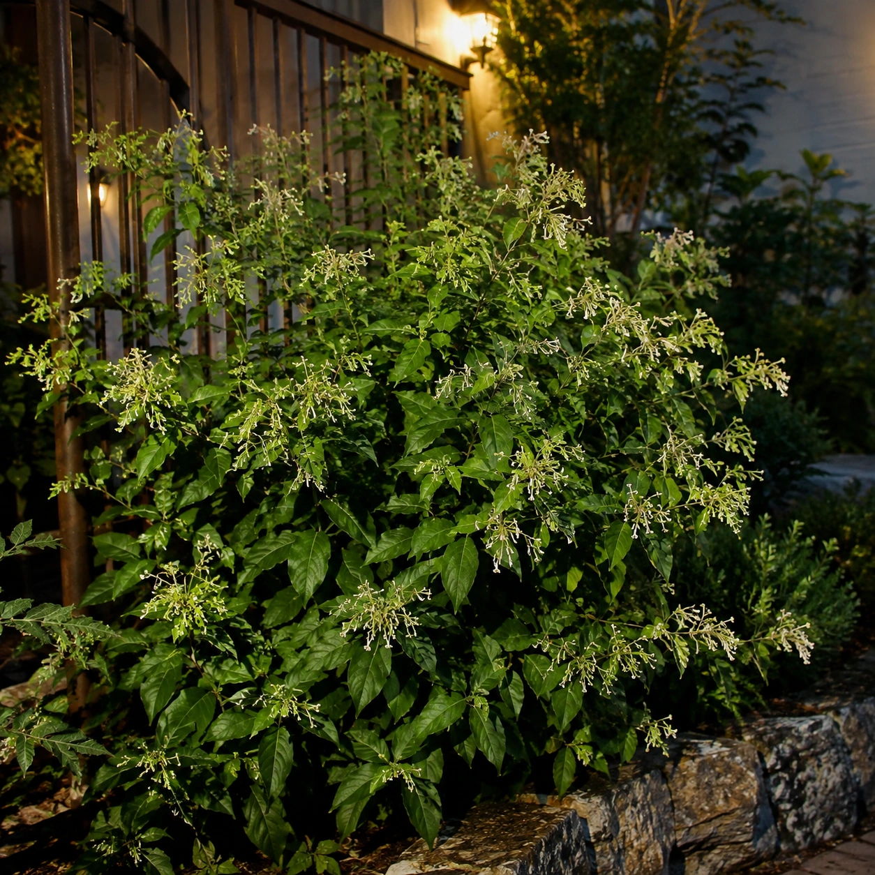 Dama de noche en su uso ornamental