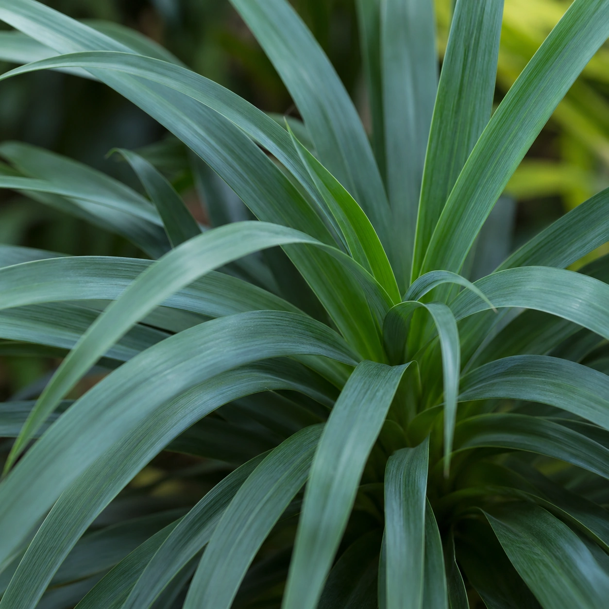 Detalle de Dracena Indivisa