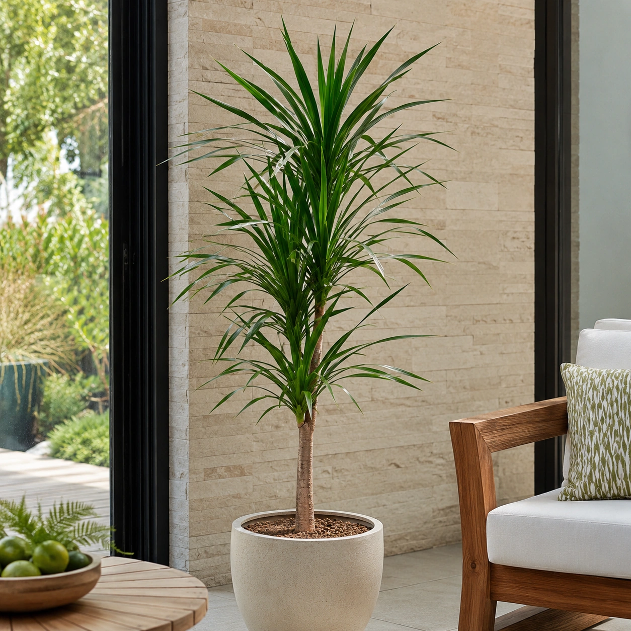 Dracena Indivisa utilizada en su ubicación recomendada