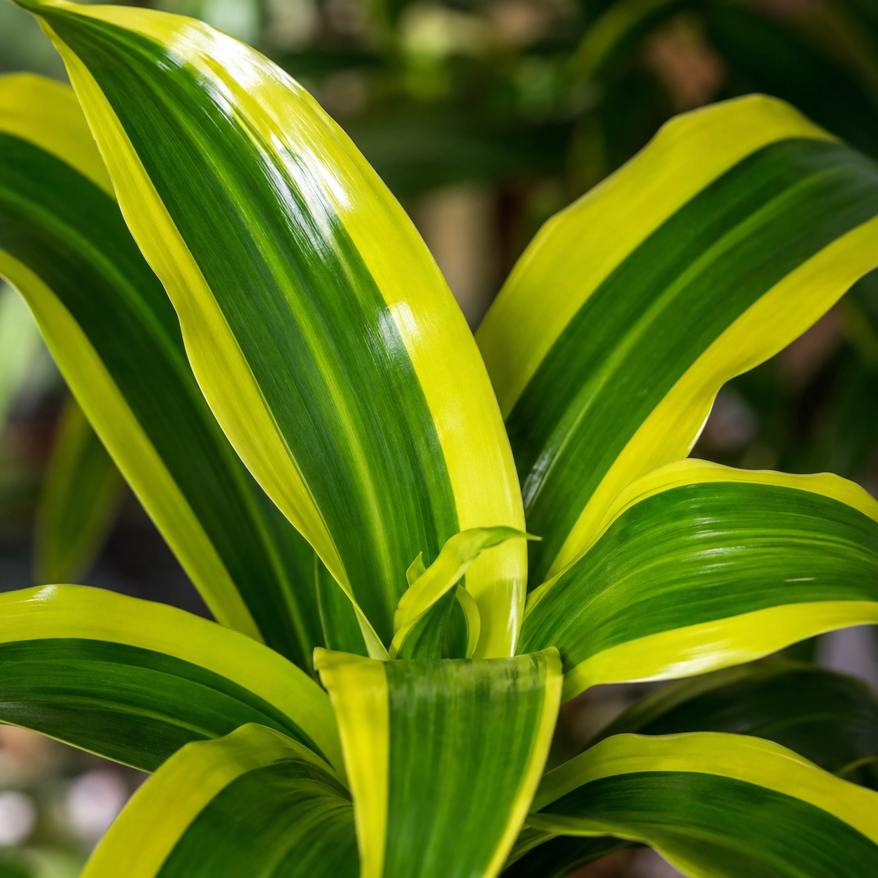 Detalle de Dracena Lemon