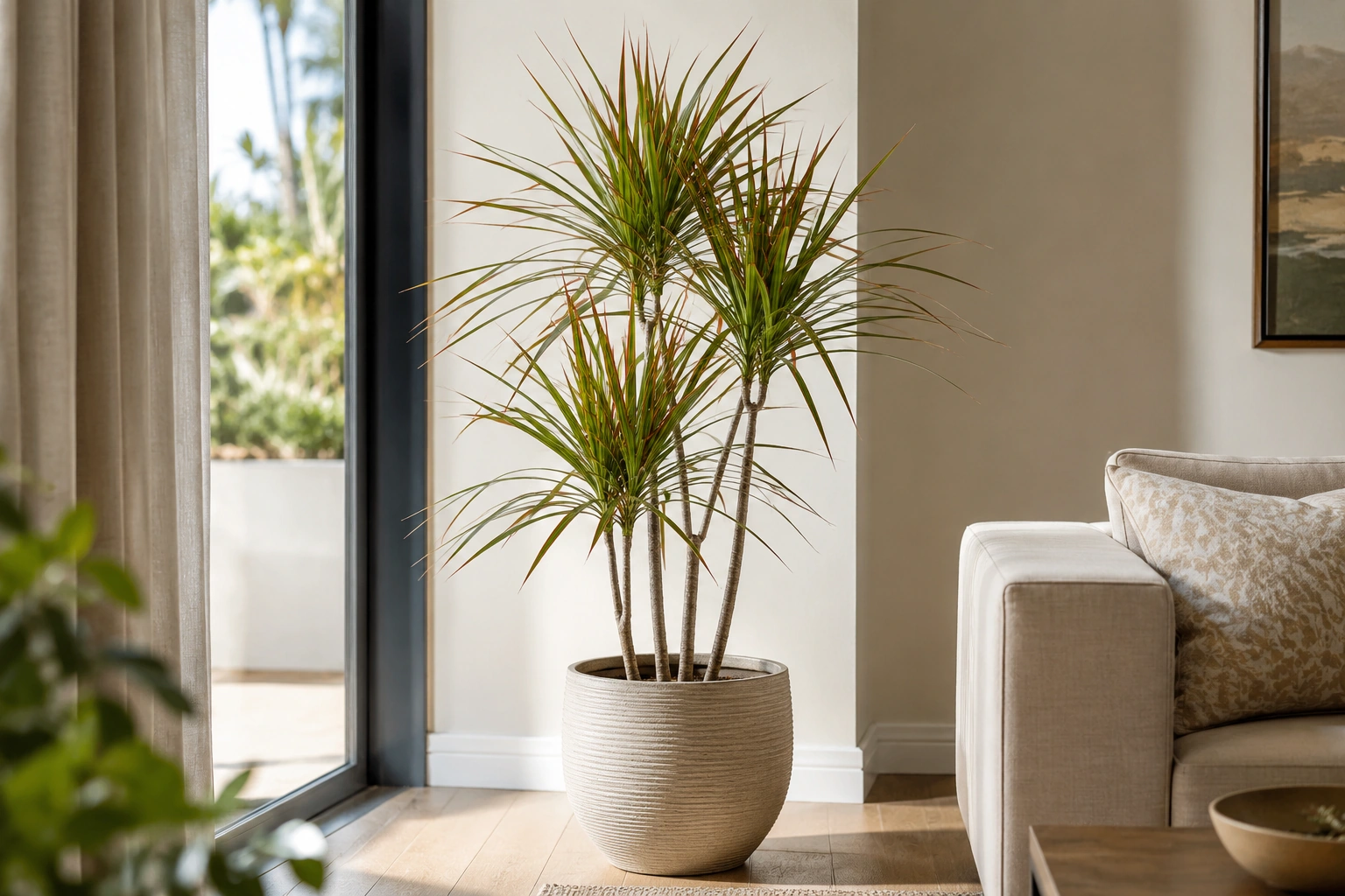 Vista general de Dracena Marginata