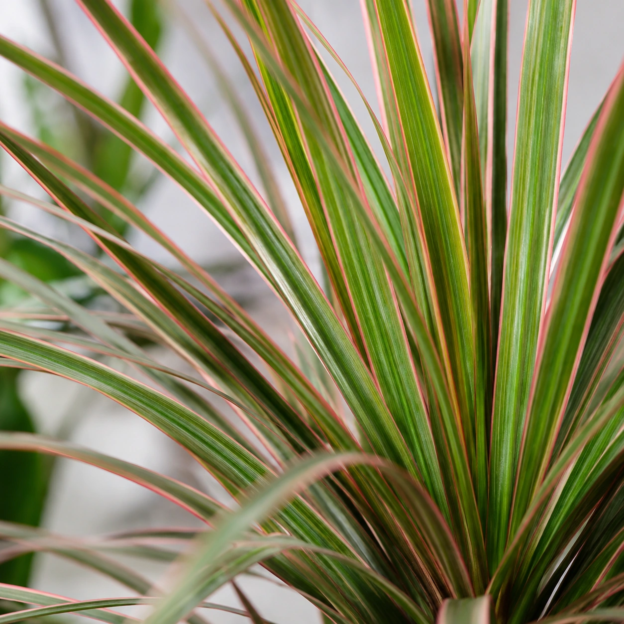Detalle de Dracena Marginata