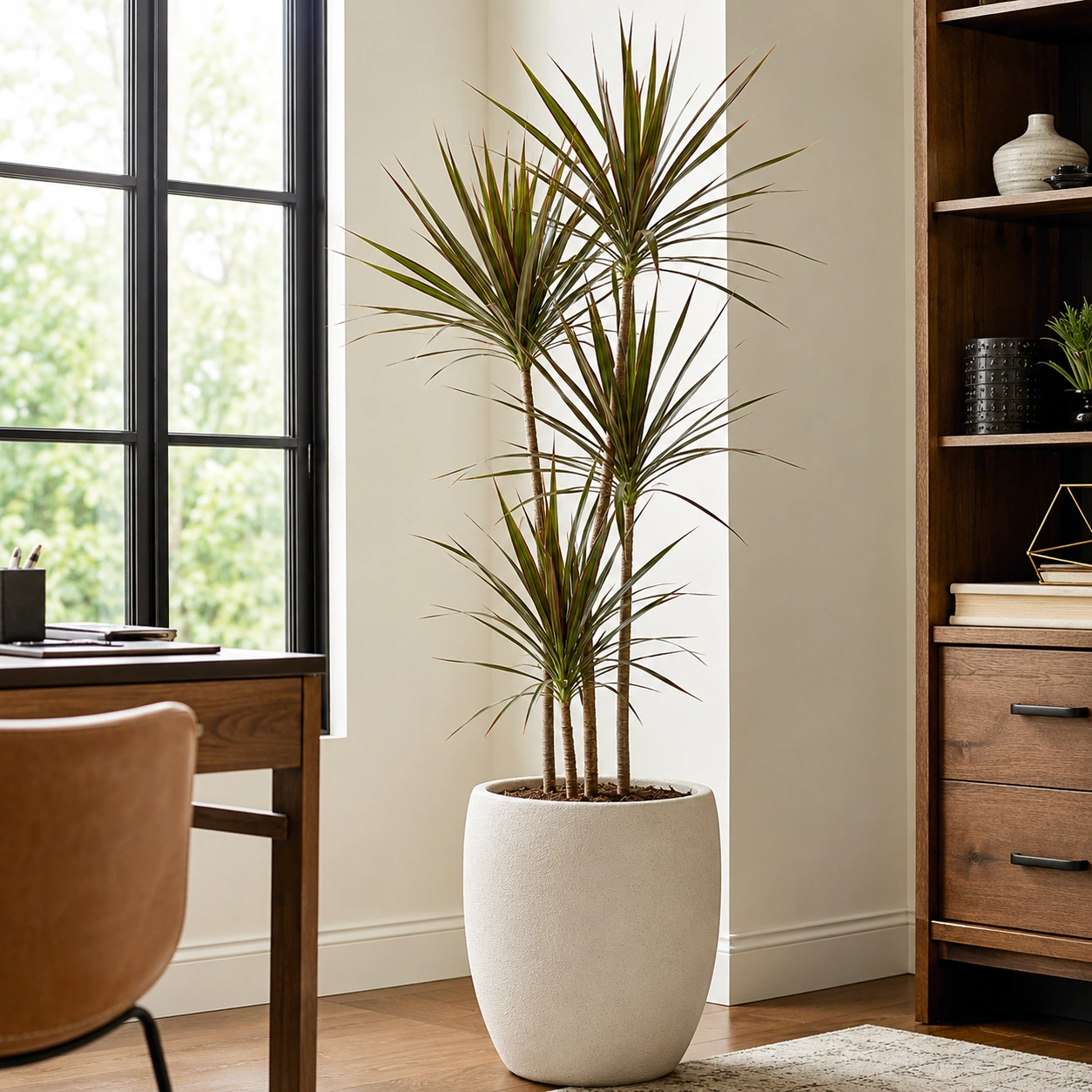 Dracena Marginata utilizada en su ubicación recomendada