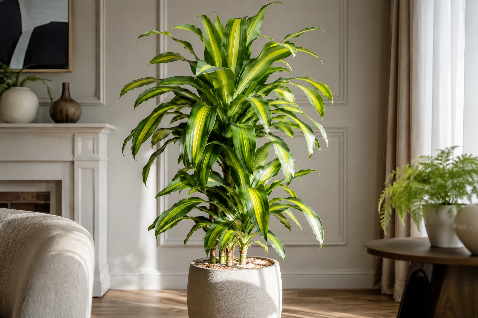 Vista general de Dracena Massangeana
