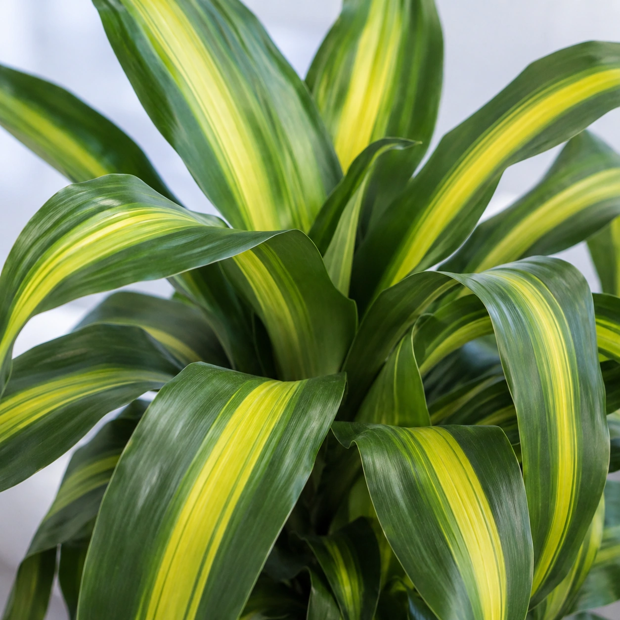 Detalle de Dracena Massangeana