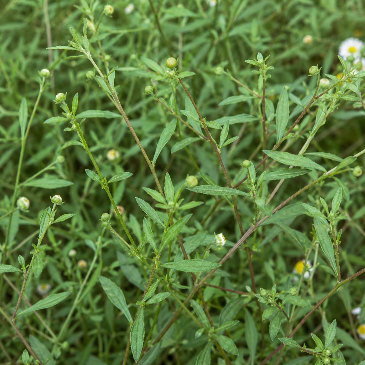 Detalle de Erigeron