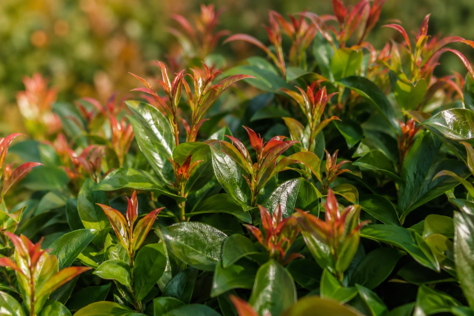 Detalle de brotes jóvenes rojizos y hojas verdes de Eugenia myrtifolia