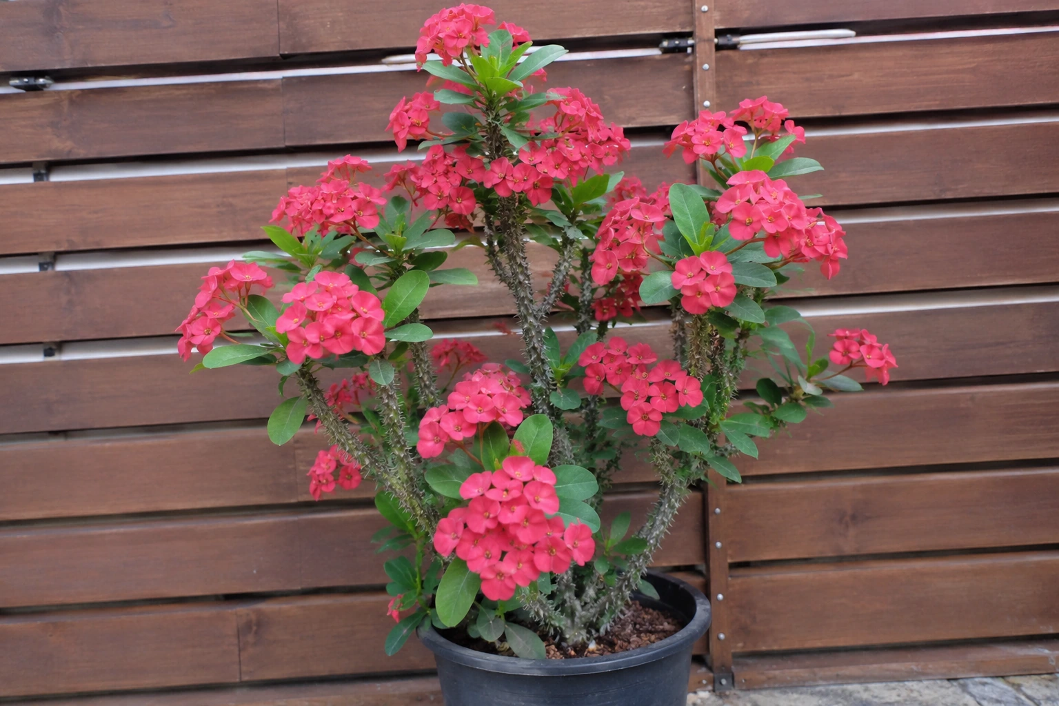 Euphorbia Siraya