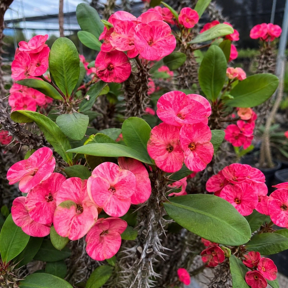 Detalle de Euphorbia Siraya