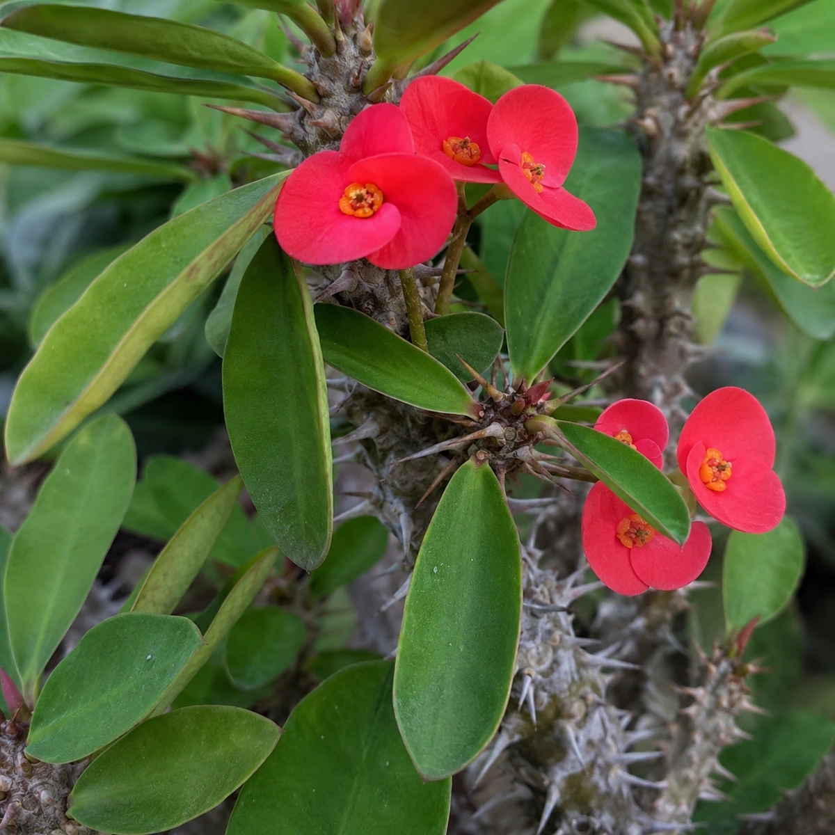 Detalle de Euphorbia milii