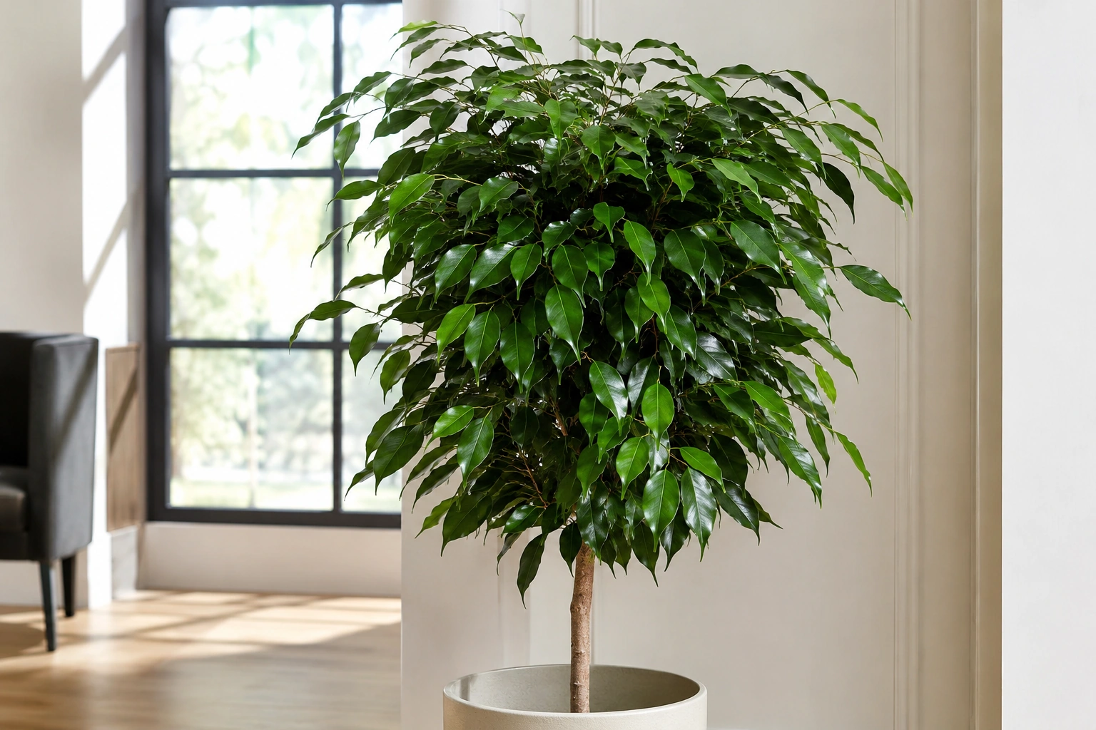 Vista general de Ficus Danielle