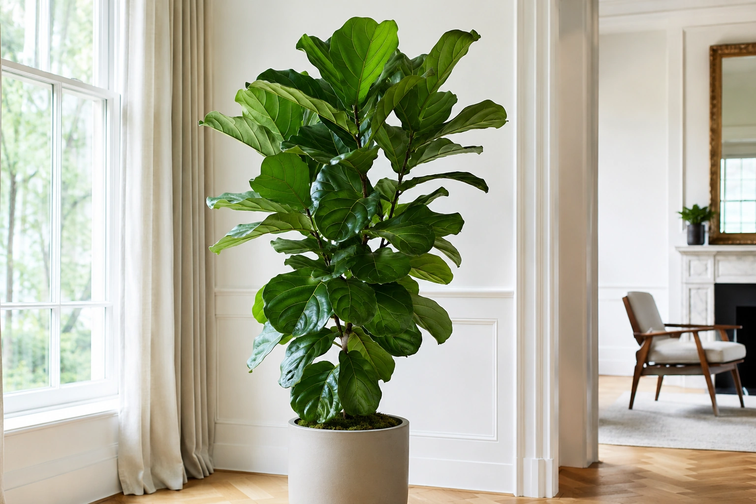 Ficus Lyrata