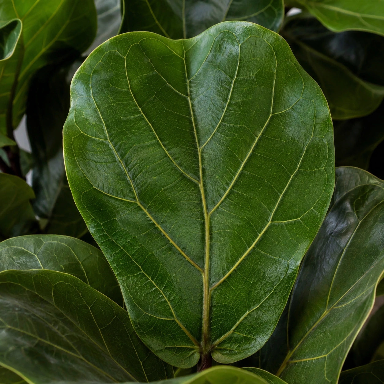 Detalle de Ficus Lyrata