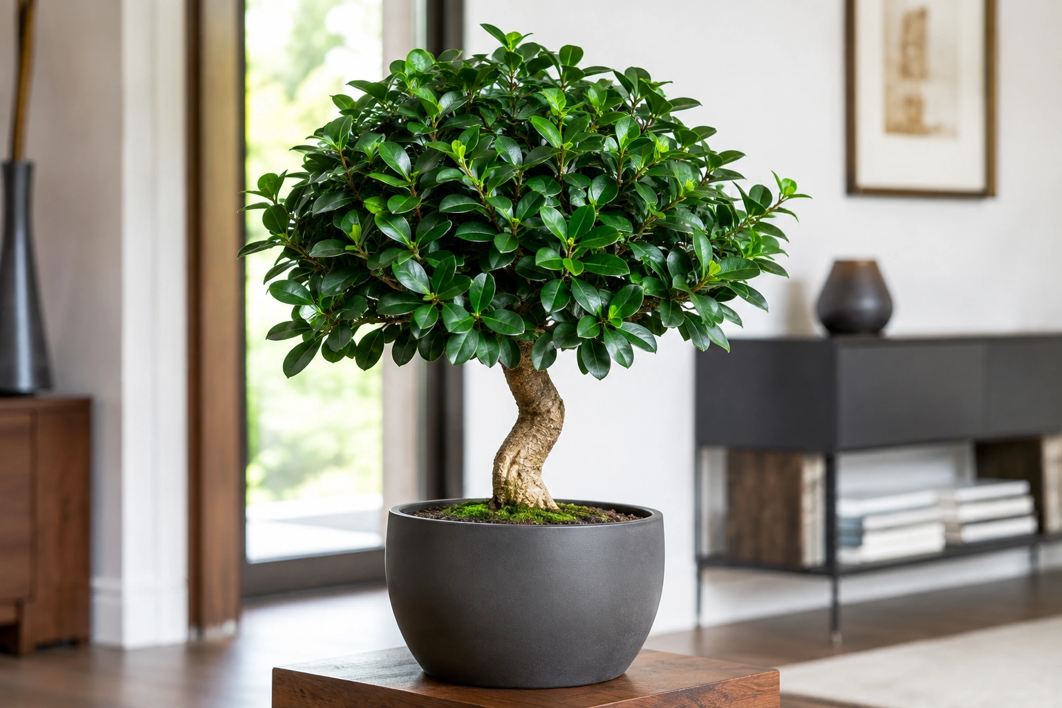 Vista general de Ficus Moclame
