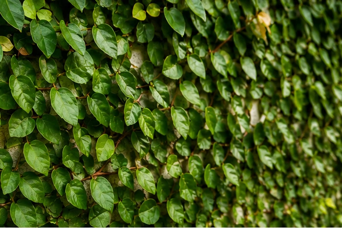 Ficus repens