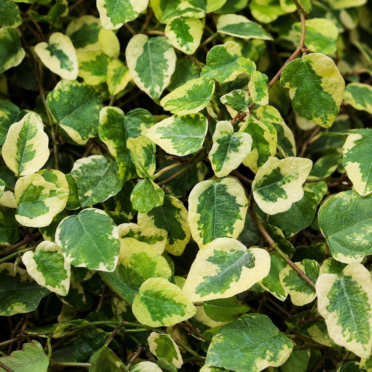 Detalle de Ficus Sunny Pumila